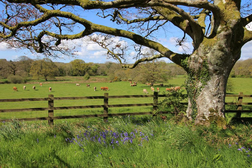 David's Organic Farm Wales Llanfallteg