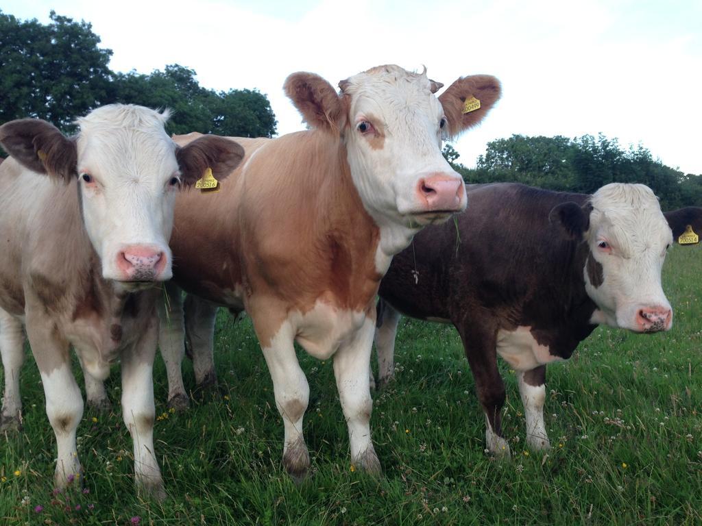 David's Organic Farm Wales Llanfallteg